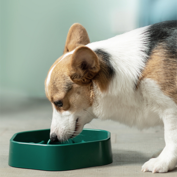 피단스튜디오 강아지 다이어트 식기