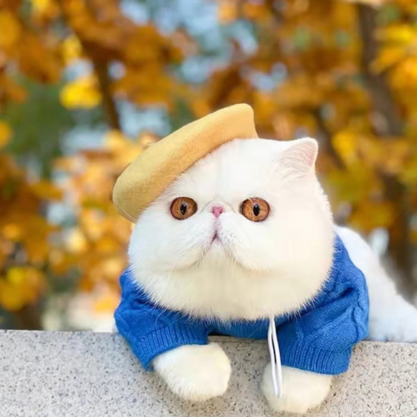 도그웨그 파스텔 베레모 강아지 고양이 화가 빵모자 소형견 중형견 악세사리