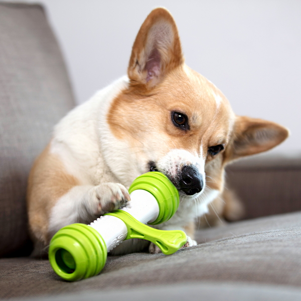 펫긱 플레이본 움직이는 강아지 운동 간식 자동 장난감