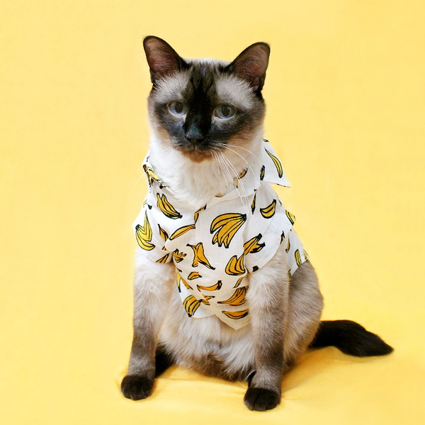 몽페레 고양이 프루티 바캉스 셔츠