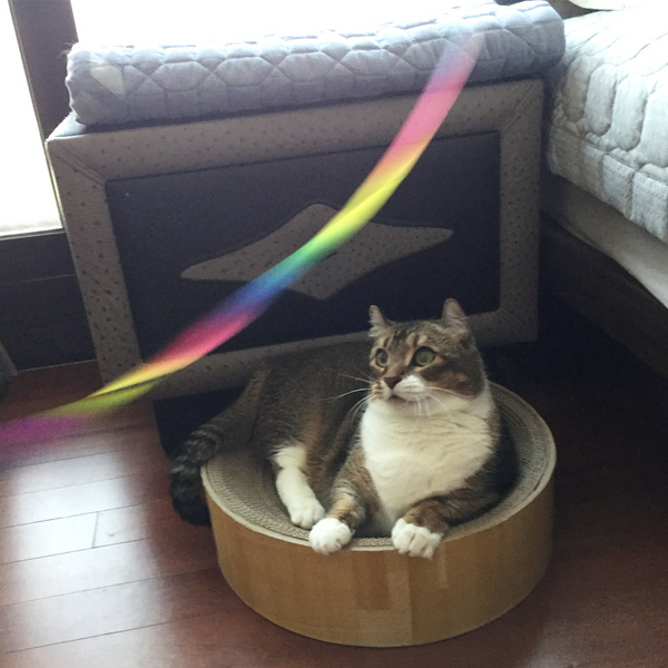 발라당 고양이 레인보우 리본 낚시대 끈 막대 장난감