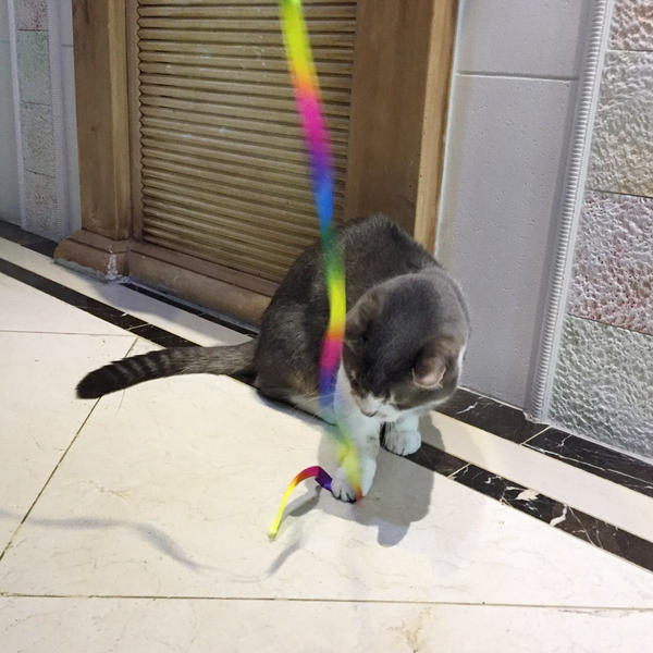 발라당 고양이 레인보우 리본 낚시대 끈 막대 장난감