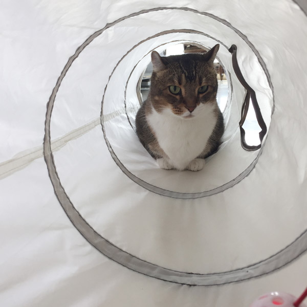 발라당 고양이 행동유발 놀이터 터널