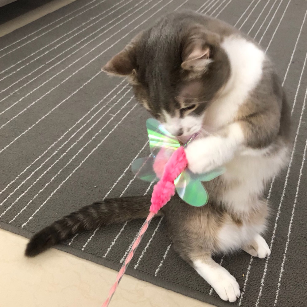 발라당 고양이 장난감 프리즘 나비 재롱 스틱(랜덤)