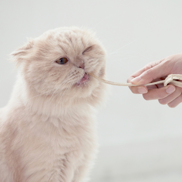 캣츠모리 고양이 덴탈껌 와이어츄 닭고기맛 1p
