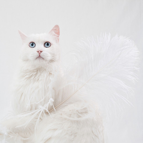 쥬아펫 고양이 왕타조깃털 낚시대 장난감