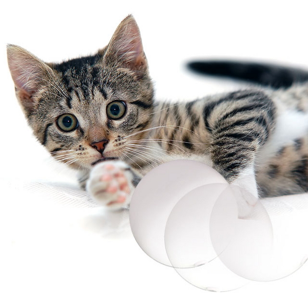 리스펫 고양이 자동장난감 퐁퐁이 무브볼 색상랜덤