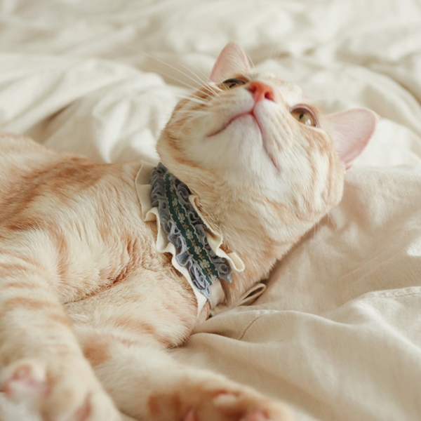개달당 과즙팡팡 오가닉 셔링 초커 고양이목걸이 케이프 7colors
