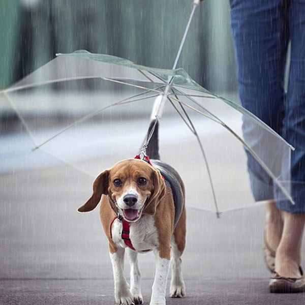 파스텔독 강아지 산책 우산 리드줄