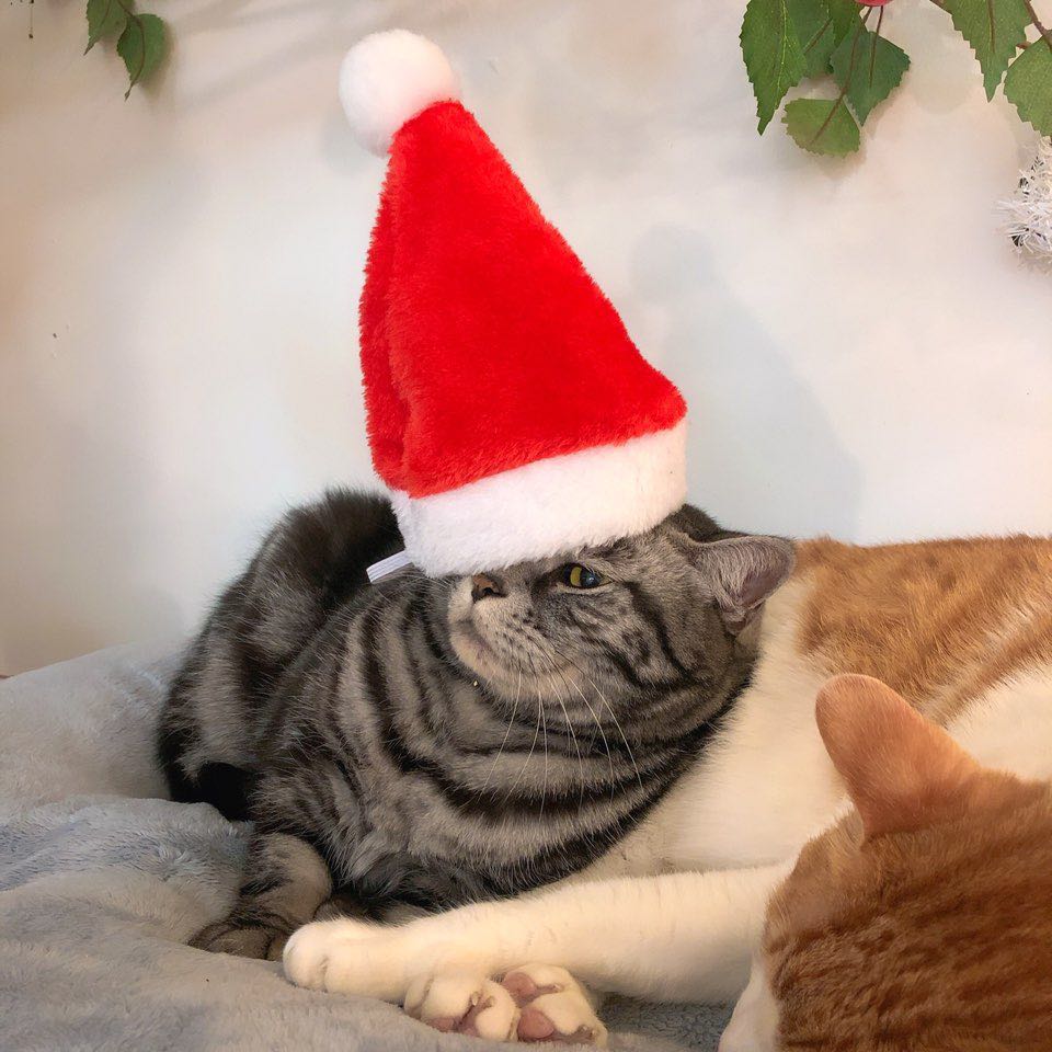 강아지 고양이 크리스마스 산타 모자 코스튬