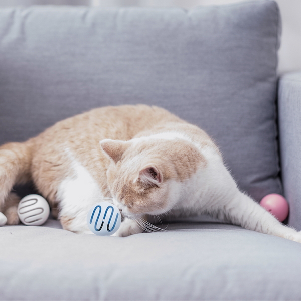 피단스튜디오 고양이 미니볼 장난감