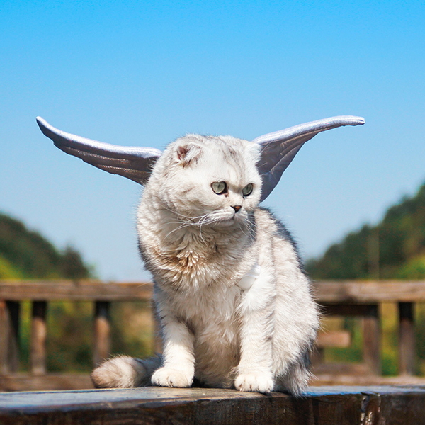 도그웨그 엔젤 코스튬 날개 머리띠 세트 강아지 할로윈 고양이 코스프레 파티 의상