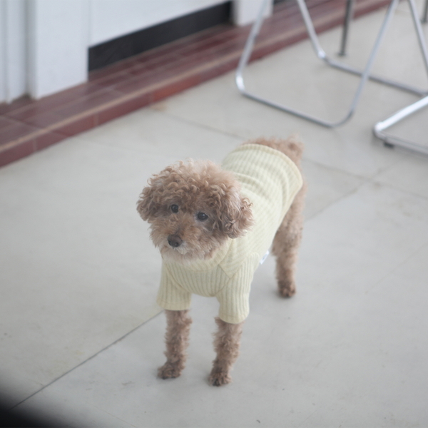 강아지옷 겨울니트 파인 니트 하이넥 스웨터(크림)