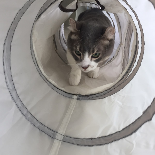 발라당 고양이 행동유발 놀이터 터널