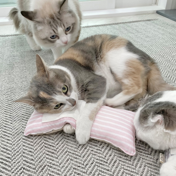 개달당 마시멜로 캣닢패드 고양이 쿠션 베개 장난감