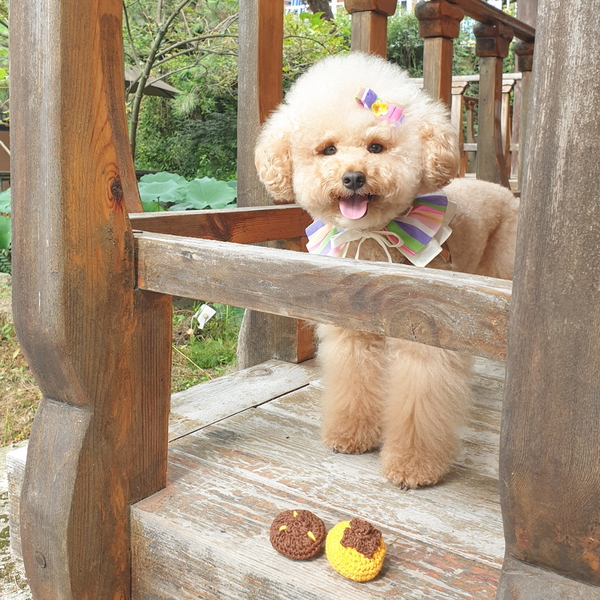 개달당 수제 곶감 바스락 삑삑 강아지장난감 강아지 치석제거장난감