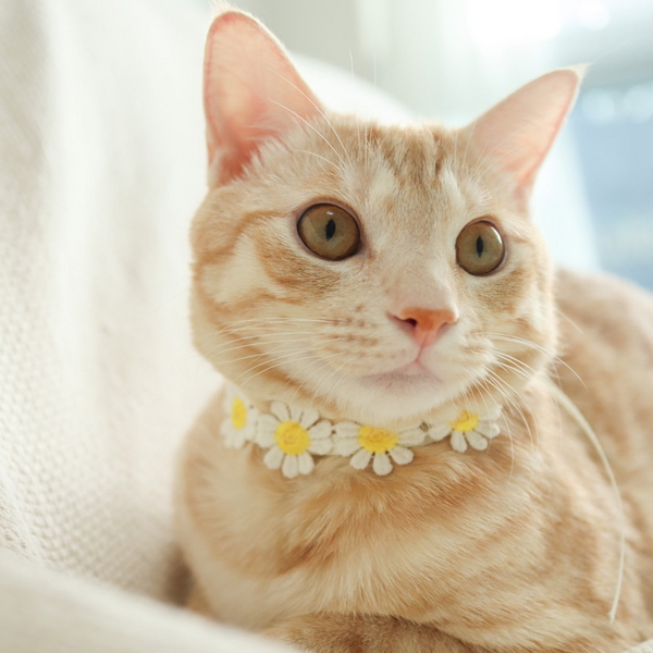 개달당 고양이 꽃 초커 목걸이 2종세트 고양이턱받이