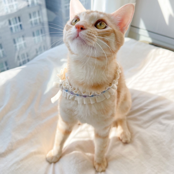 개달당 오가닉 초커 고양이목걸이 셔링케이프(랜덤발송)