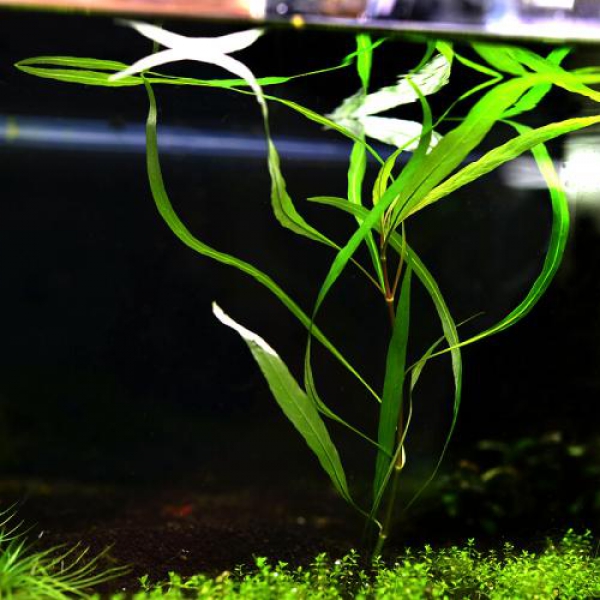 수초-하이그로필라 투텐플루 1촉-길게자라는 수족관 수중식물