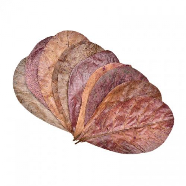 알몬드잎 10장-열대어 베타 어항 수질관리 곰팡이균억제