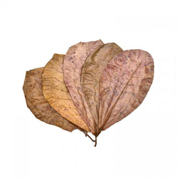 알몬드잎 5장-열대어 베타 어항 수질관리 곰팡이균억제 저항력강화