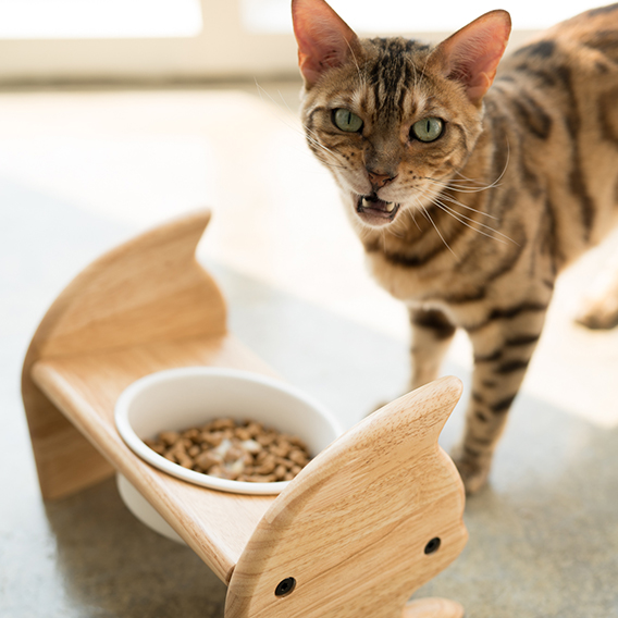 스코캇 고양이 원목식탁/식기